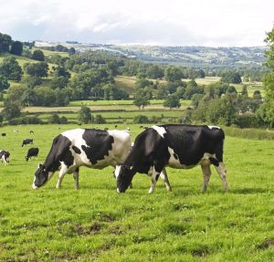 Diary Cattle