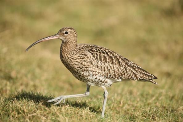 Curlew